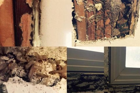 Most Commonly Asked Questions About Termites
