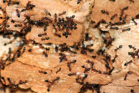 ANTicipating Ants | Cypress Creek Pest Control