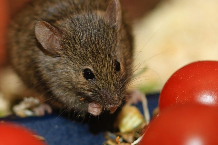 Spotted A Mouse In Your House? Houston Pest Control Experts