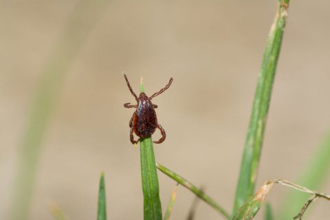 7 Must-Know Facts About Ticks