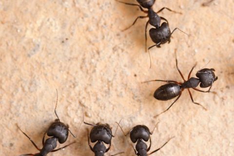 Preventing Ants in and Around Houston