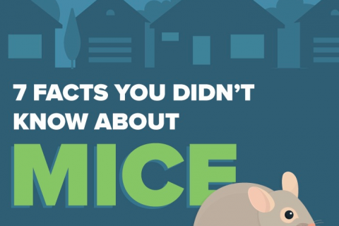 [INFOGRAPHIC] MICE FACT OR FICTION