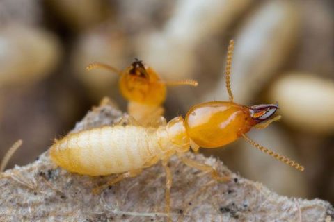 3 REASONS TERMITES CAN GO UNDETECTED