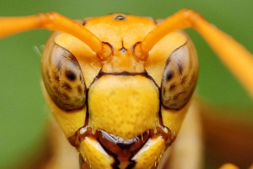 Your Guide To Avoiding Wasp, Bee and Hornet Stings