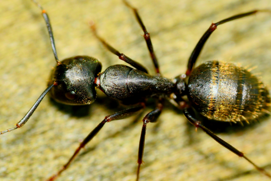 Should You Be Worried About Carpenter Ant Bites?