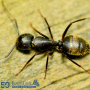 The 5 Common Ants in the Houston Area: A Guide to Identification and Control