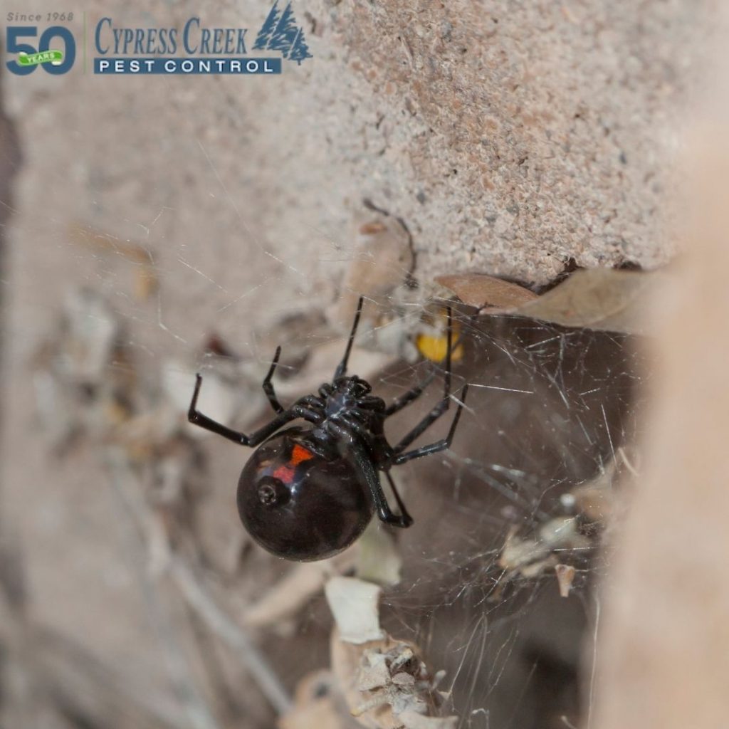 Black Widow Spider Facts, Black Widow Spider Control