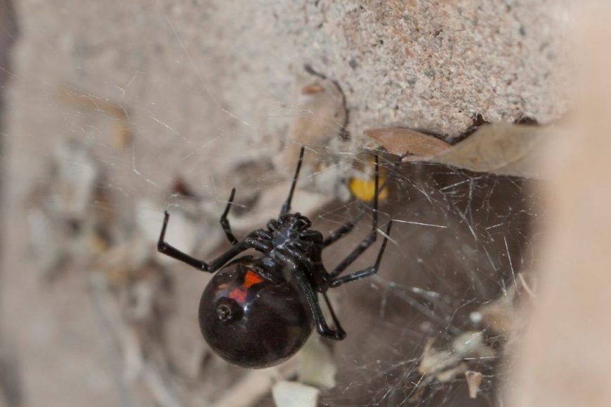Cool Facts About Black Widows