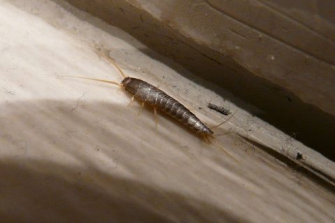 The Diet Of The Silverfish