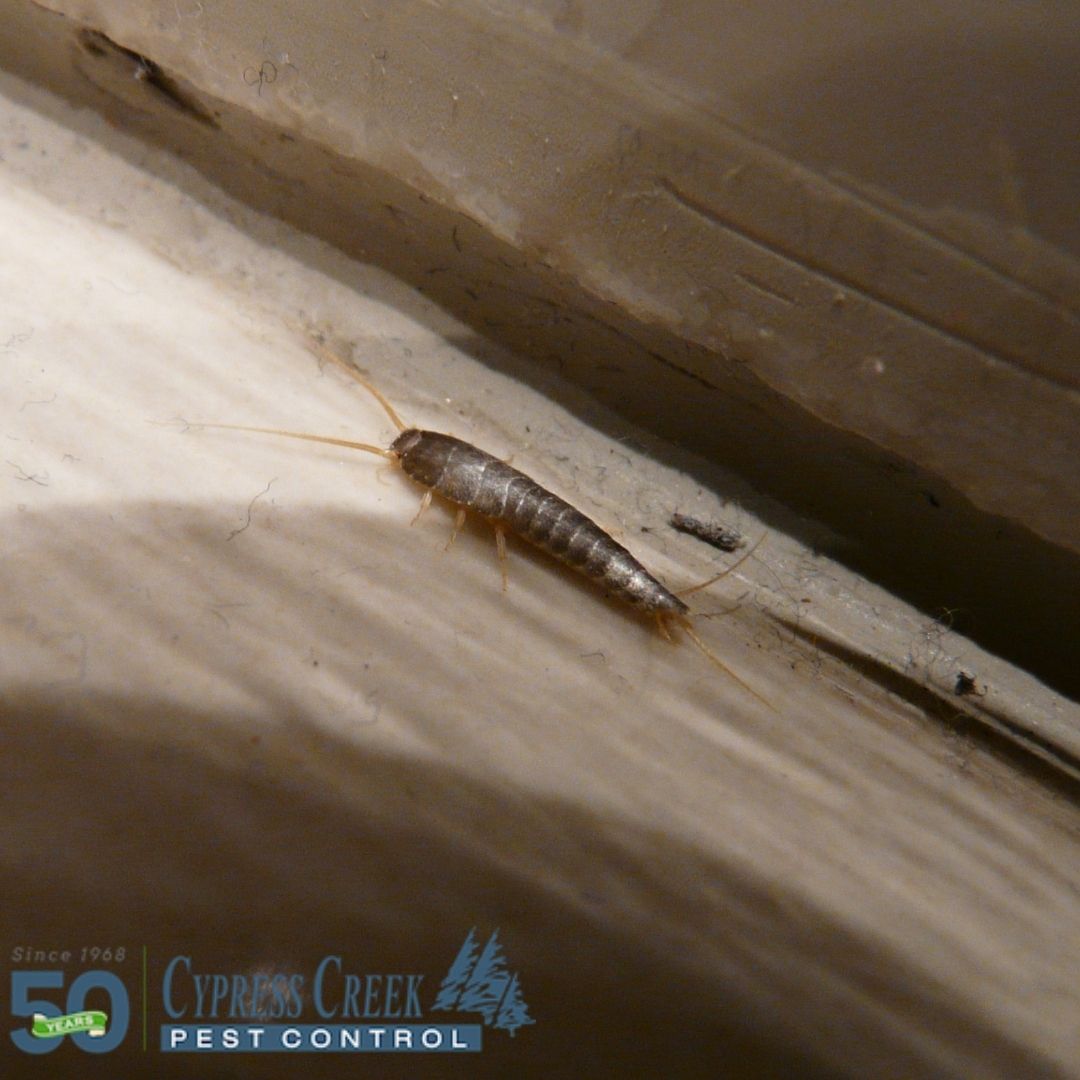 The Diet Of The Silverfish