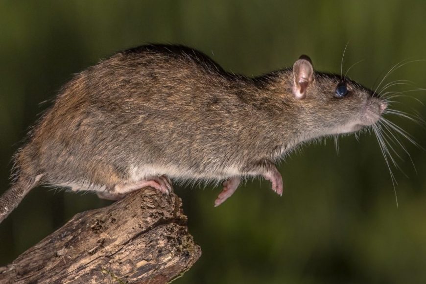 The Two Rat Species You Need To Keep An Eye Out For | Houston Rat Experts
