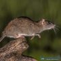 Rodent Proofing Your Houston Home: Keeping your Home Safe and Healthy