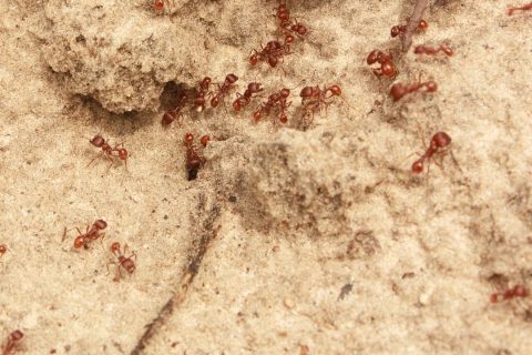 The Different Types Of Fire Ants
