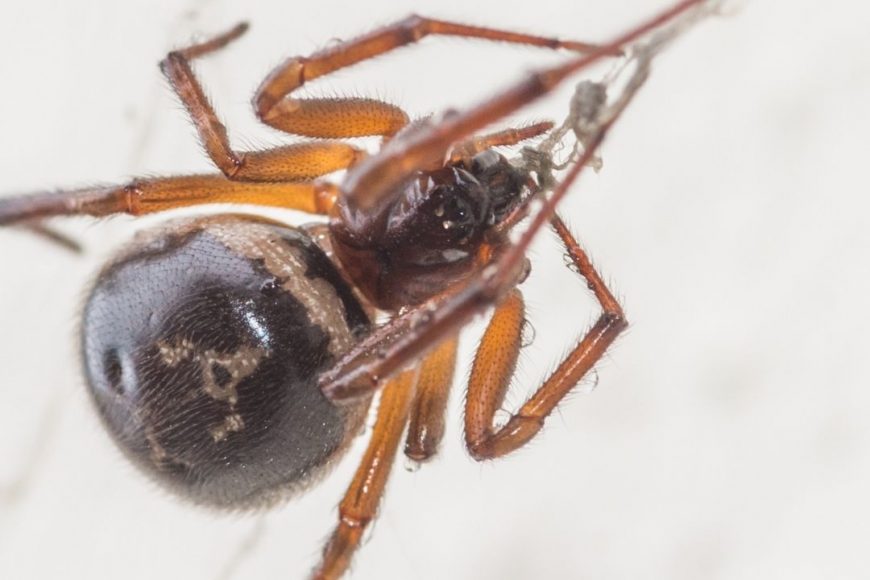 Guide To The False Black Widow Spider