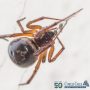 How to Choose a Pest Control Company in Houston