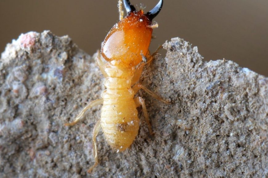 Termite Species in Houston: Everything You Need to Know
