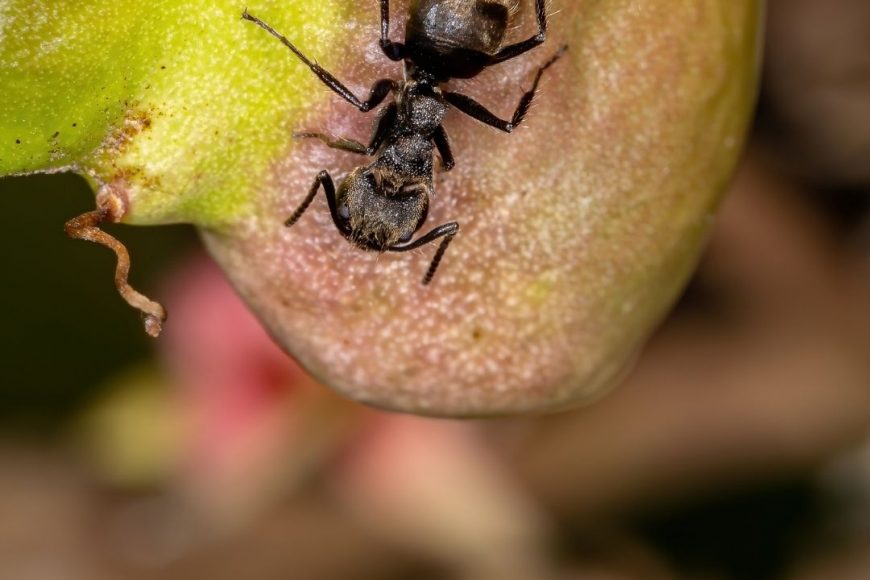 Ants in the Houston Area