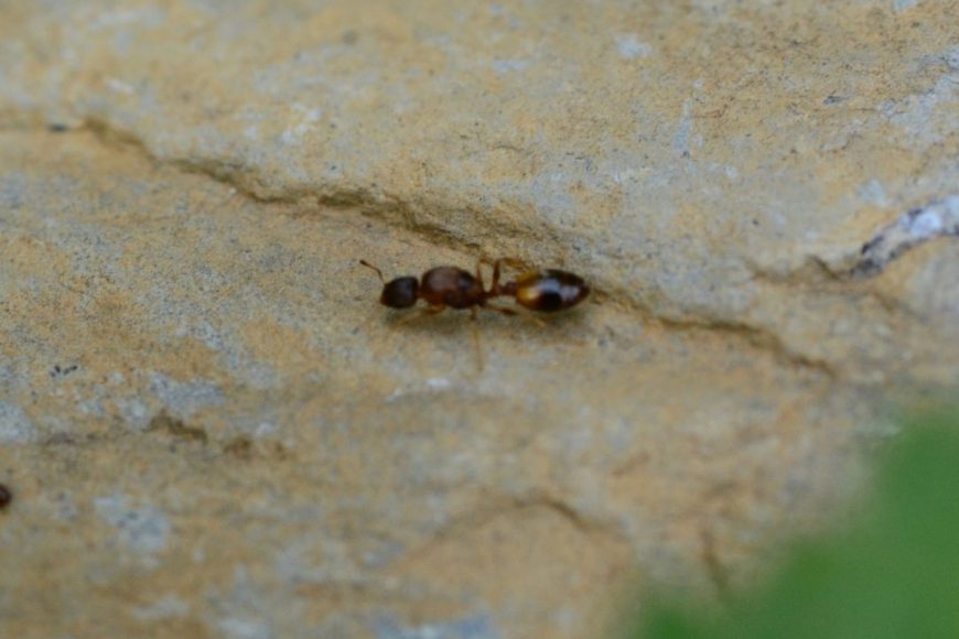 What Is The Pharaoh Ant?