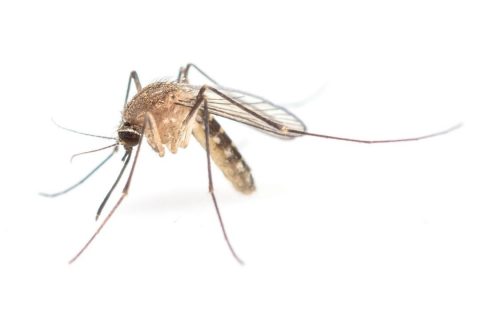 How Mosquito Infestations Are Controlled