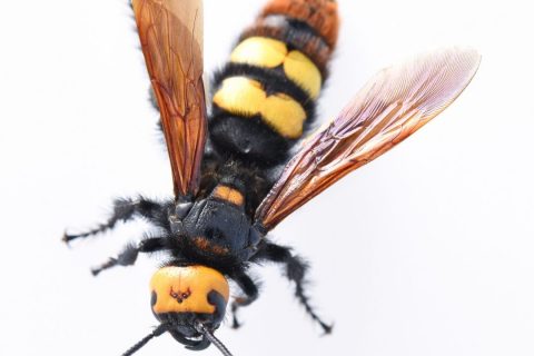 Common Wasp Species in Greater Houston Area