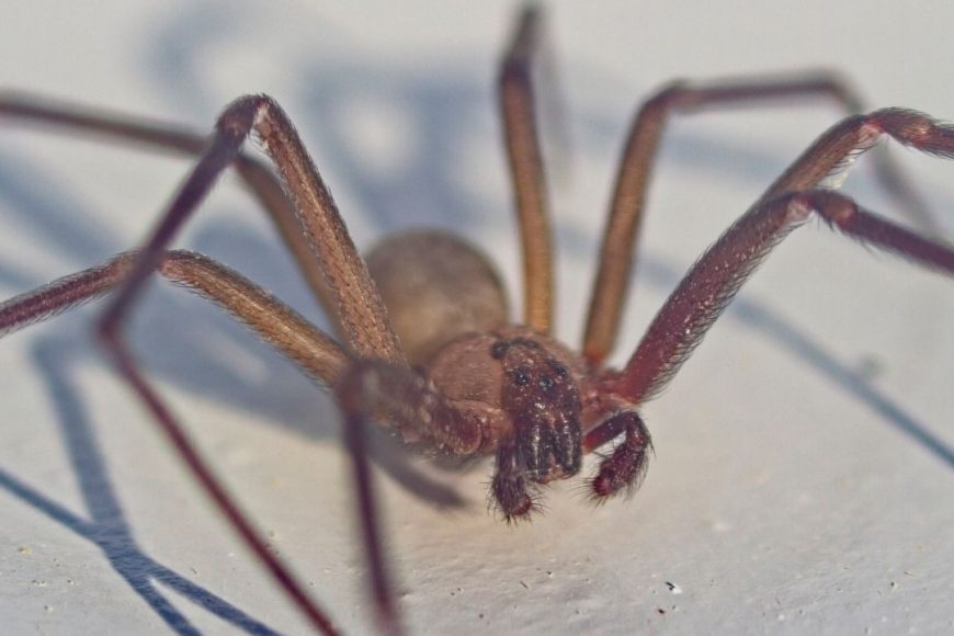 Common Spiders in Houston: Exploring the Arachnid Diversity