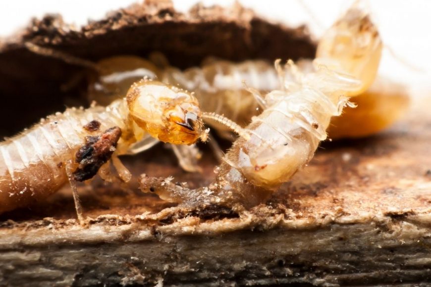 Subterranean Vs. Dampwood Termites