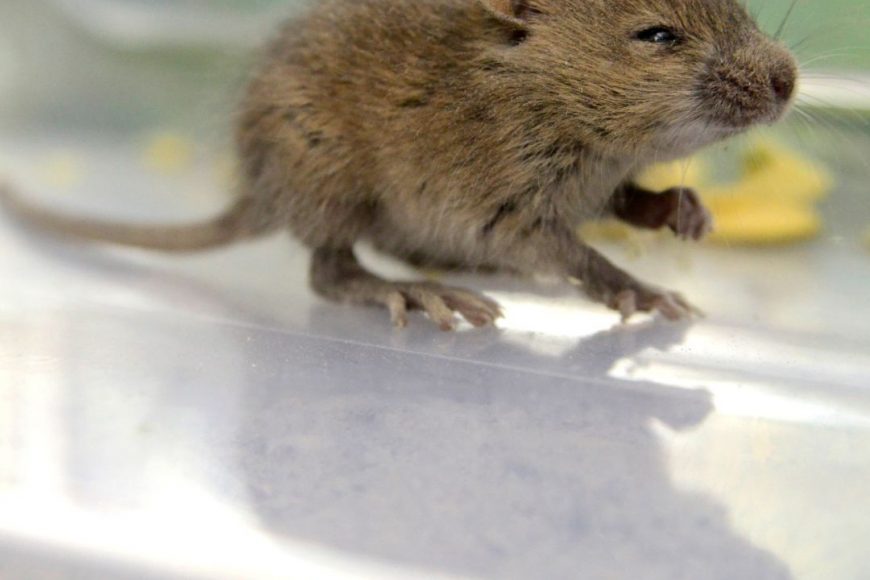 How to Keep Mice and Rats Out of Your Texas Home