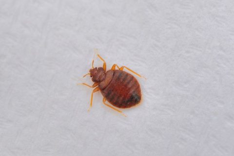 How To Avoid Bed Bugs When You Travel | Bed Bug Control Experts