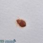 How To Avoid Bed Bugs When You Travel | Bed Bug Control Experts