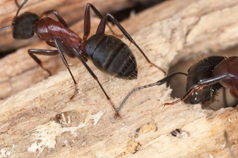 Signs You Have a Carpenter Ant Problem
