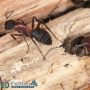 Common Mistakes Made During Carpenter Ant Infestations