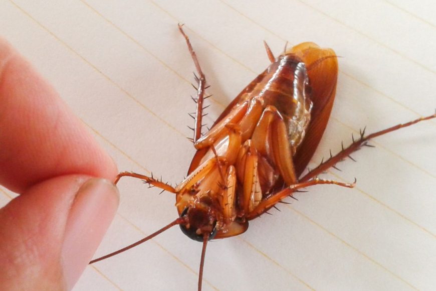 Make Your Home Less Attractive to Cockroaches