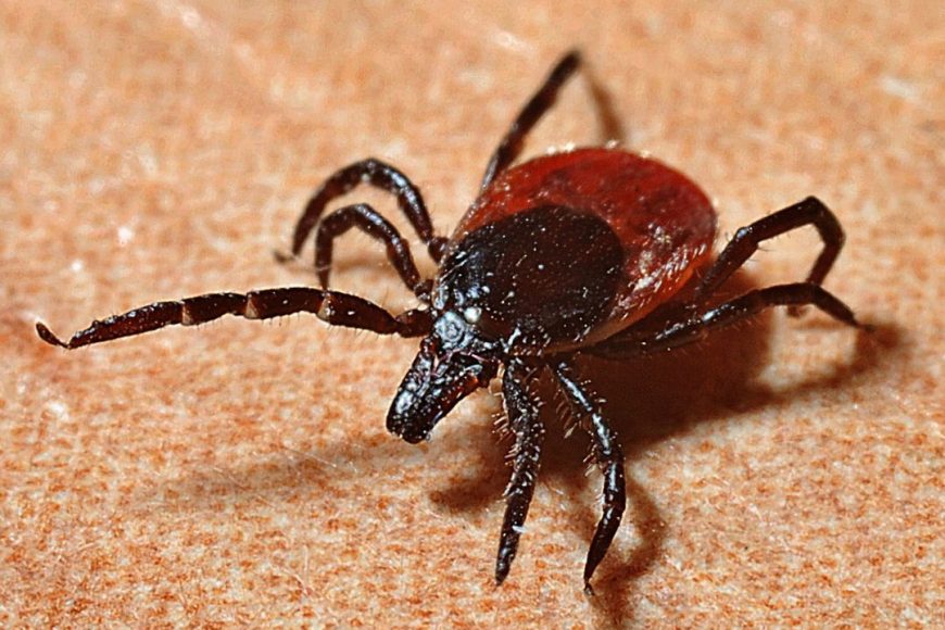 Tick Prevention: How to Keep Yourself and Your Pets Safe
