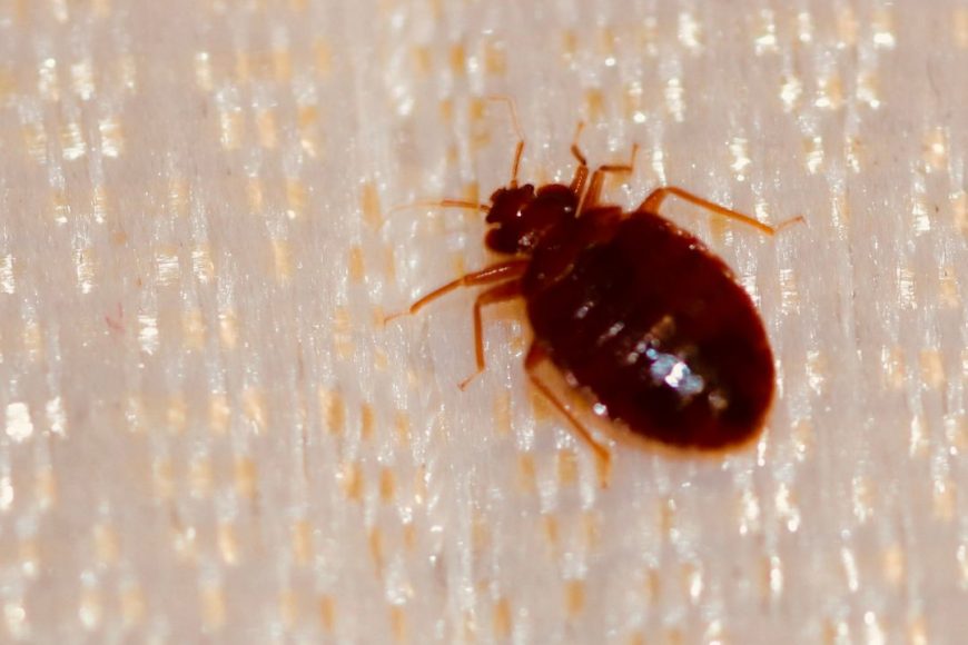 Lifecycle of Bed Bugs and Prevention: Understanding the Basics