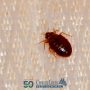 Staying Vigilant for Bed Bugs During Summer Travel