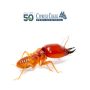 Termite Species in Houston: A Comprehensive Guide