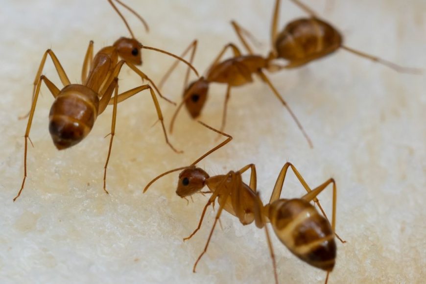 How Crazy Are Crazy Ants? Houston Ant Control Experts