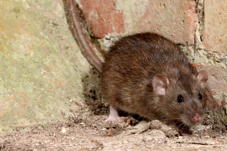 Norway Rat Can Cause Disease