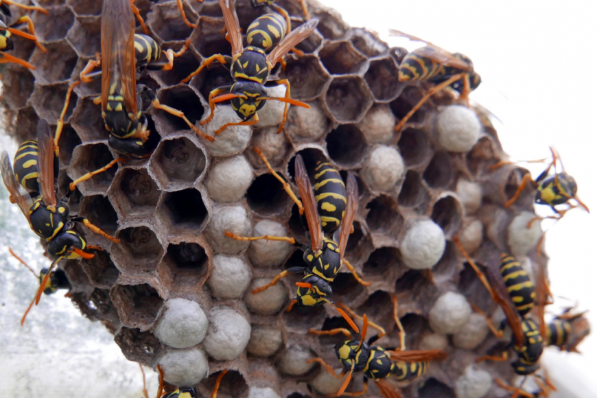 How To Remove A Wasp Nest | Call The Pros!