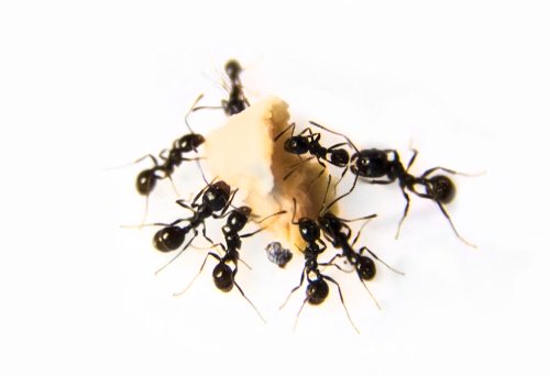 How to Prevent a Summer Ant Infestation