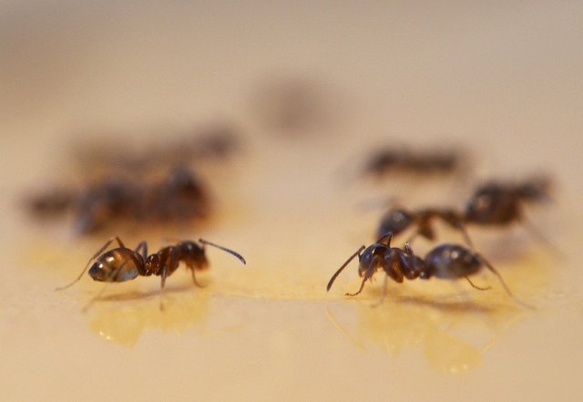 What Is The Difference Between ‘Non-Native Pests,’ ‘Invasive Pests,’ And ‘Tramp Ants,’ And Which Invasive Pests Infest Homes And Buildings In Houston?