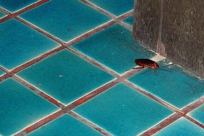 Scientists Are Using Micro Bots To Learn about Cockroaches