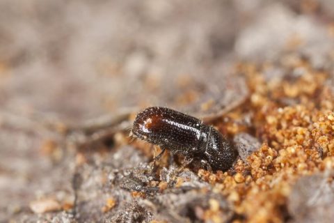 Bark Beetles on the Rise in Houston