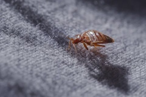 6 TIPS FOR AVOIDING BED BUGS THIS WINTER