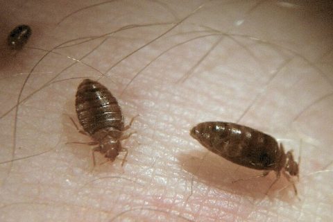 The Top Ways Bed Bugs Enter Your Home