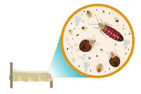 What to Do When You First Notice Bed Bugs