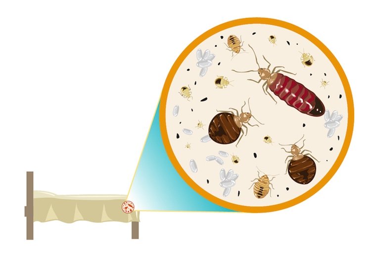 What to Do When You First Notice Bed Bugs