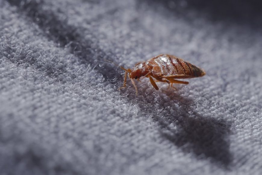 Do I Have Bed Bugs? And How Did I Get Them?