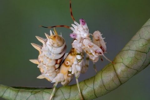 9 MOST UNUSUAL AND UNIQUE INSECTS