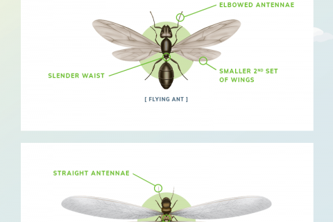 [Infographic] The Differences between Flying Ants and Termites